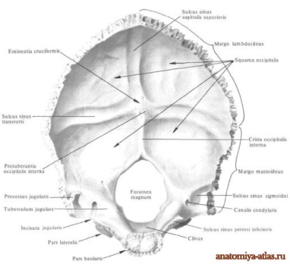 Oase occipitală - anatomie umană - enciclopedie & amp; dicționare