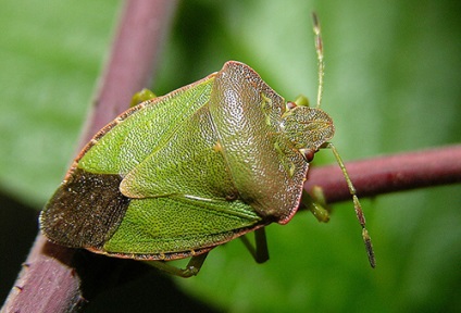 Green bugs - distrugerea dăunătorilor în grădină sau în grădină