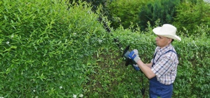 Live gard viu din salcie cu mâinile tale, tehnologia de plantare (aterizare) Live gard viu din salcie cu mâinile tale, tehnologie de aterizare