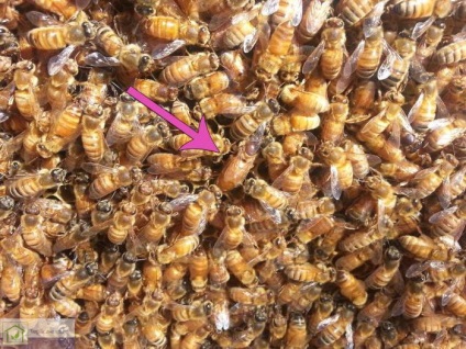 Albinele sălbatice într-o seră din policarbonat - recomandări ale apicultorilor