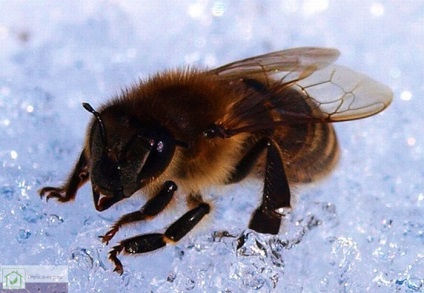 Télen a méhek egy polikarbonát üvegházban - ajánlások a méhészek