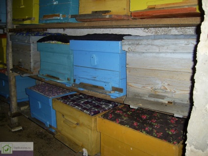 Albinele sălbatice într-o seră din policarbonat - recomandări ale apicultorilor