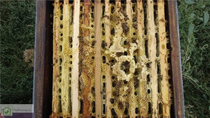 Télen a méhek egy polikarbonát üvegházban - ajánlások a méhészek