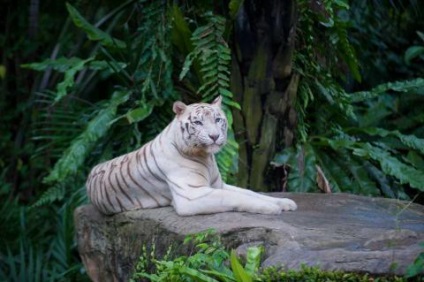 10 cele mai neobisnuite grădini zoologice din lume