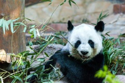 10 cele mai neobisnuite grădini zoologice din lume