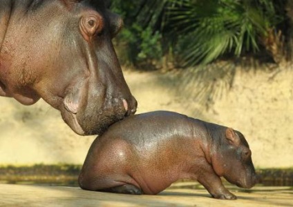 10 cele mai neobisnuite grădini zoologice din lume