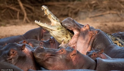 10 Cele mai impresionante stricaciuni ale animalelor sălbatice, mai proaspete - cele mai bune Runet pentru zi!