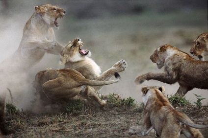10 A vadon élő állatok legimpozánsabb harcai, frissen - a Runet legjobbjai a naphoz!