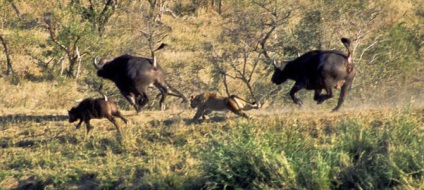 10 A vadon élő állatok legimpozánsabb harcai, frissen - a Runet legjobbjai a naphoz!