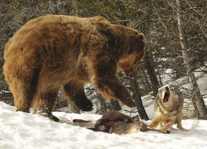 10 Cele mai impresionante stricaciuni ale animalelor sălbatice, mai proaspete - cele mai bune Runet pentru zi!