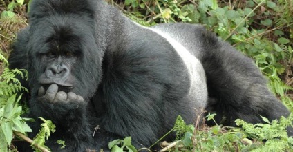 10 Animale cu cele mai puternice muscaturi