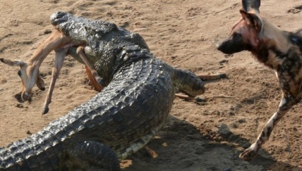 10 Animale cu cele mai puternice muscaturi