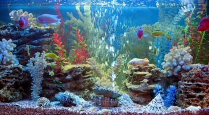 Acvariul, calitatea apei în acvariu