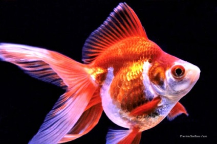 Aquarium pește Ryukin (goldfish) fotografie, conținut și hrană, reproducere și reproducere