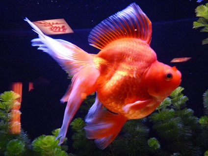 Aquarium pește Ryukin (goldfish) fotografie, conținut și hrană, reproducere și reproducere