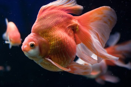 Aquarium pește Ryukin (goldfish) fotografie, conținut și hrană, reproducere și reproducere