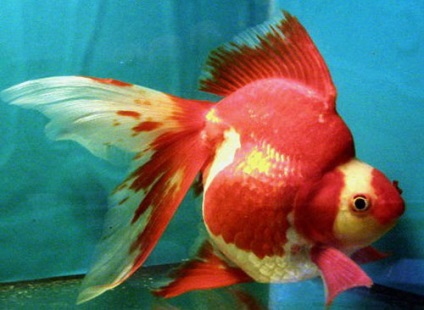 Aquarium pește Ryukin (goldfish) fotografie, conținut și hrană, reproducere și reproducere