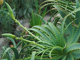 Aloe vera