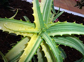 Aloe vera