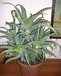 Aloe vera