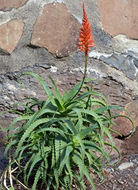 Aloe vera