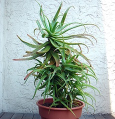 Aloe vera