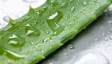 Aloe vera - un beneficiu în tratamentul