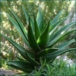 Aloe vera (prezent) compoziție, proprietăți medicinale de extract, gel, suc, aplicare,