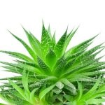 Aloe vera (prezent) compoziție, proprietăți medicinale de extract, gel, suc, aplicare,