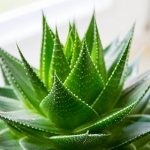 Aloe vera (prezent) compoziție, proprietăți medicinale de extract, gel, suc, aplicare,