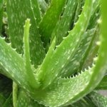 Aloe vera (prezent) compoziție, proprietăți medicinale de extract, gel, suc, aplicare,