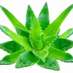 Aloe vera (prezent) compoziție, proprietăți medicinale de extract, gel, suc, aplicare,