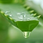 Aloe vera (prezent) compoziție, proprietăți medicinale de extract, gel, suc, aplicare,