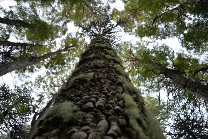 Araucaria - îngrijirea și reproducerea plantelor în casă