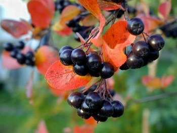 Aronia fekete fejjel - leírás, tulajdonságok