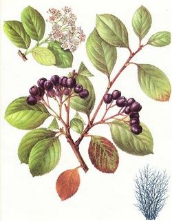 Aronia fekete fejjel - leírás, tulajdonságok