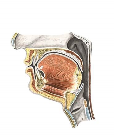 Atlasul anatomiei - sistemul digestiv