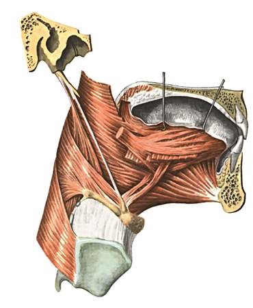 Atlasul anatomiei - sistemul digestiv