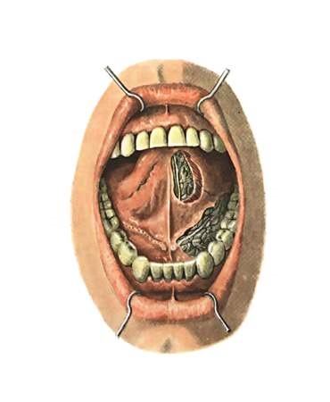 Atlasul anatomiei - sistemul digestiv