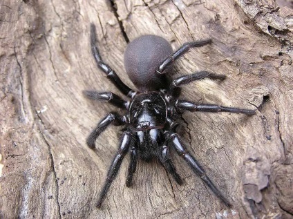 Păianjenii australieni sunt cel mai rău blog de 10 ani pentru viață
