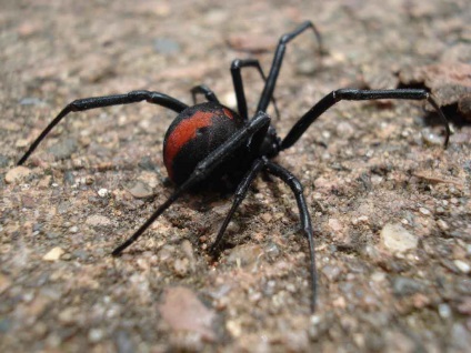 Păianjenii australieni sunt cel mai teribil blog, 10 pe viață