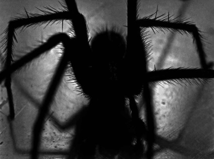 Păianjenii australieni sunt cel mai teribil blog, 10 pe viață