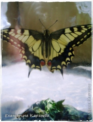 Fluture machaon (fiul crescut de la o omidă), o țară de maeștri