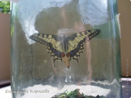 Fluture machaon (fiul crescut de la o omidă), o țară de maeștri