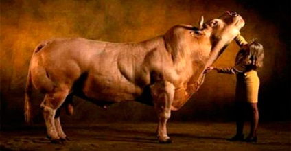 Carne de vacă belgiană a acestui monstru se află pe rafturile supermarketurilor
