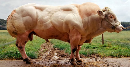 A szörny belga tehénhúsa a szupermarketek polcain fekszik