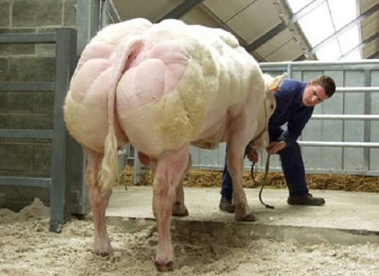 Belga kék tehén szörnyeteg, amelynek húsa a szupermarketek polcain fekszik