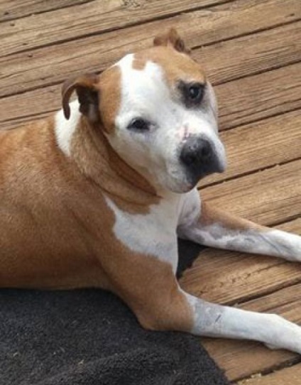 Un câine fără adăpost a apărat o femeie necunoscută dintr-un oraș de atac - orașul zooinformat