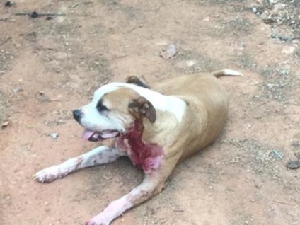 Un câine fără adăpost a apărat o femeie necunoscută dintr-un oraș de atac - orașul zooinformat