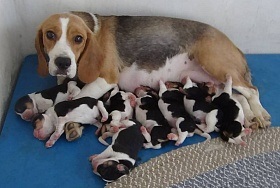 Beagle - sarcină și împerechere